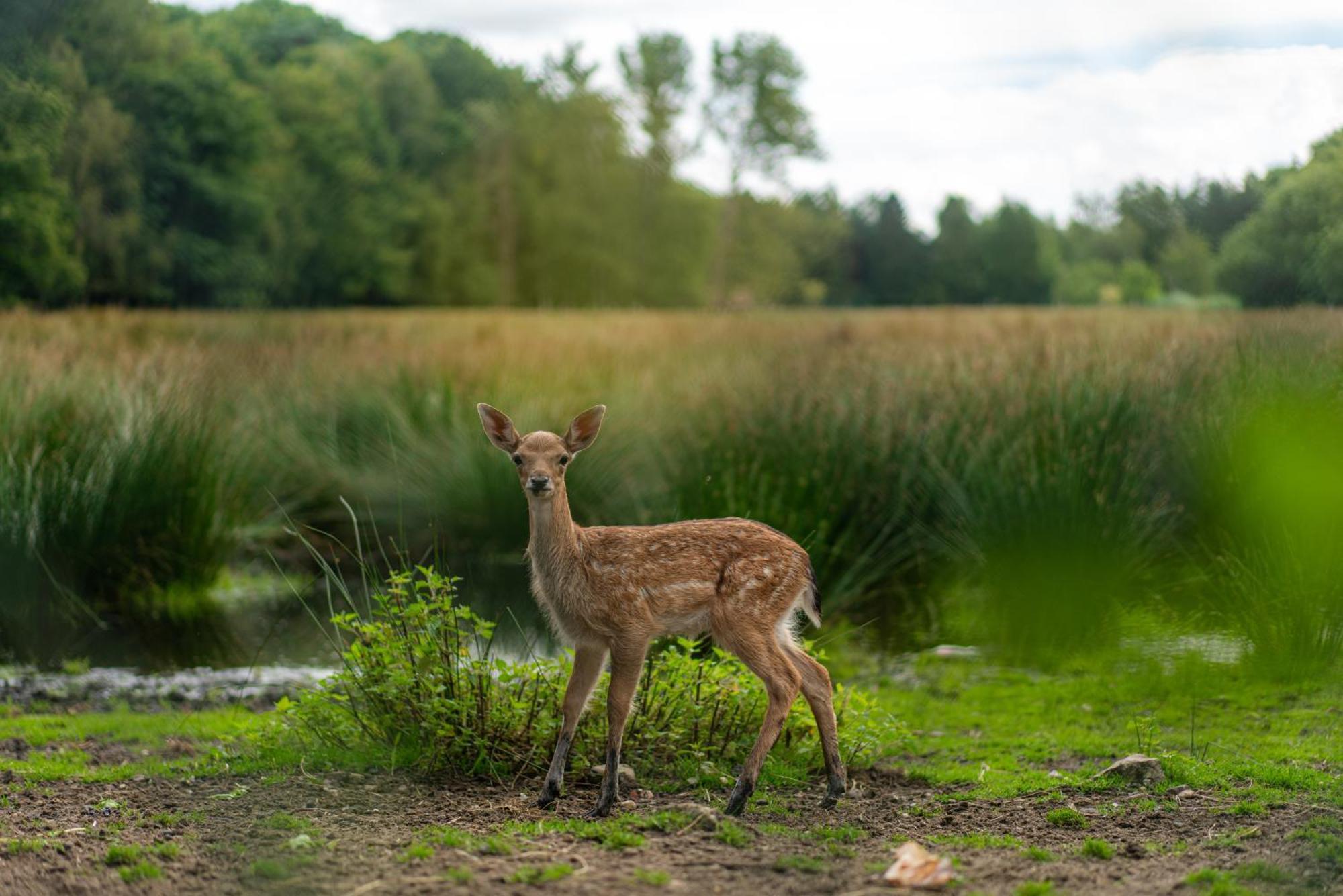Vakantie-Hengelhoef Aan de Wolfsberg المظهر الخارجي الصورة
